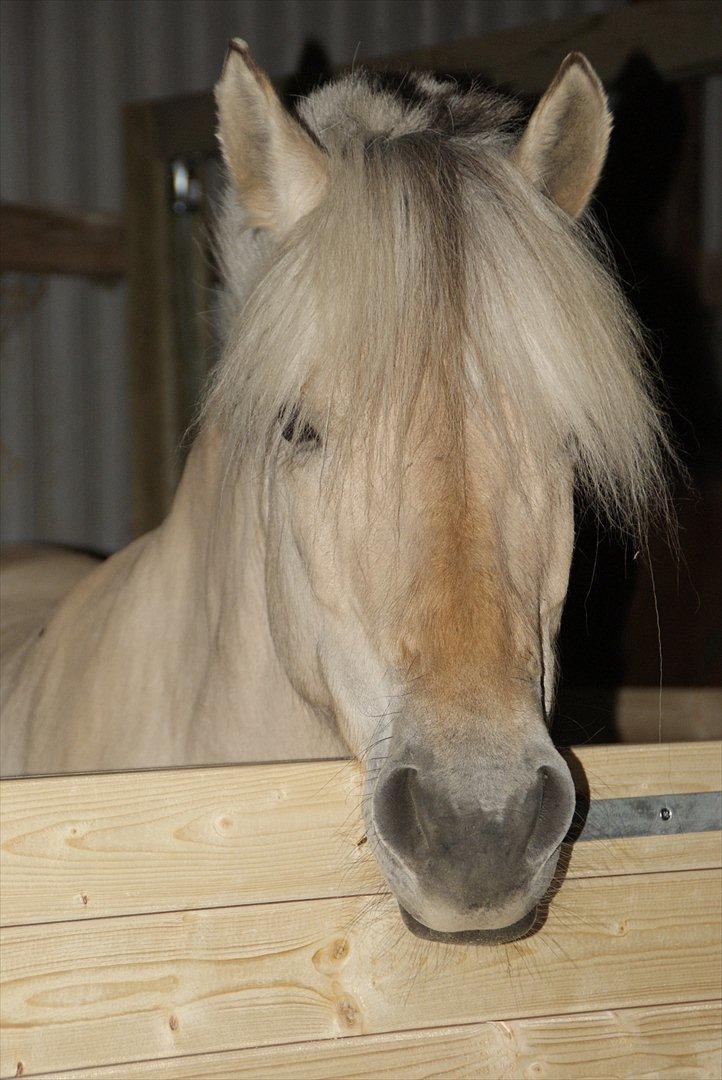 Fjordhest Nelle - Nelles første gang i de nye hjemmelavede bokse :) billede 13
