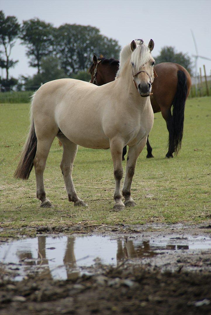 Fjordhest Nelle billede 14
