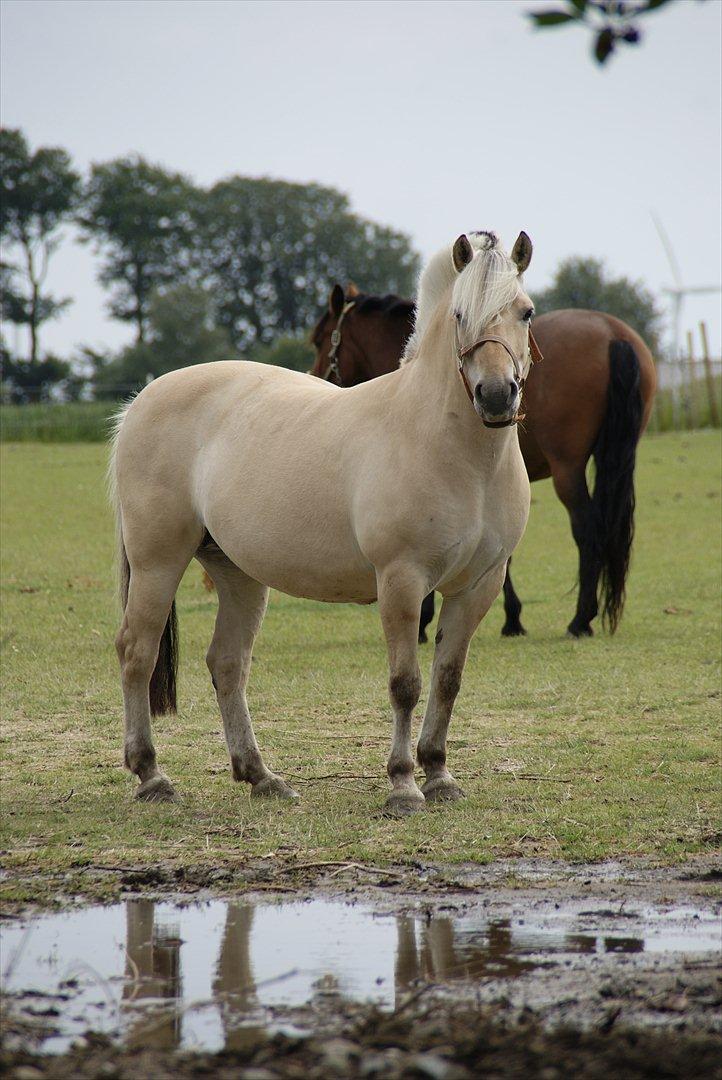 Fjordhest Nelle billede 15