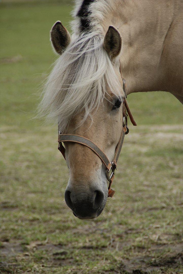 Fjordhest Nelle billede 16