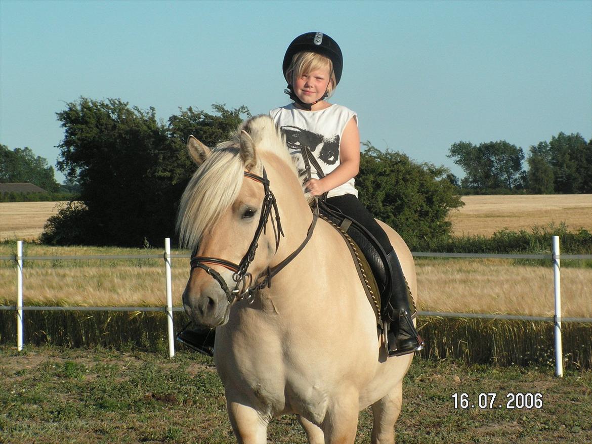 Fjordhest Nelle billede 17