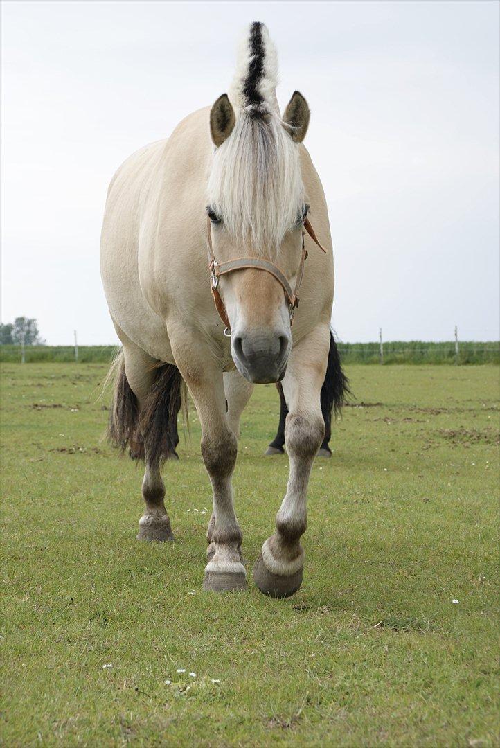 Fjordhest Nelle billede 18