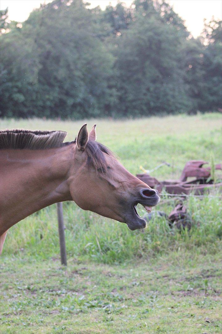 Anden særlig race Milla Fugull billede 11