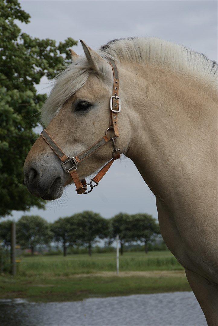 Fjordhest Nelle billede 19