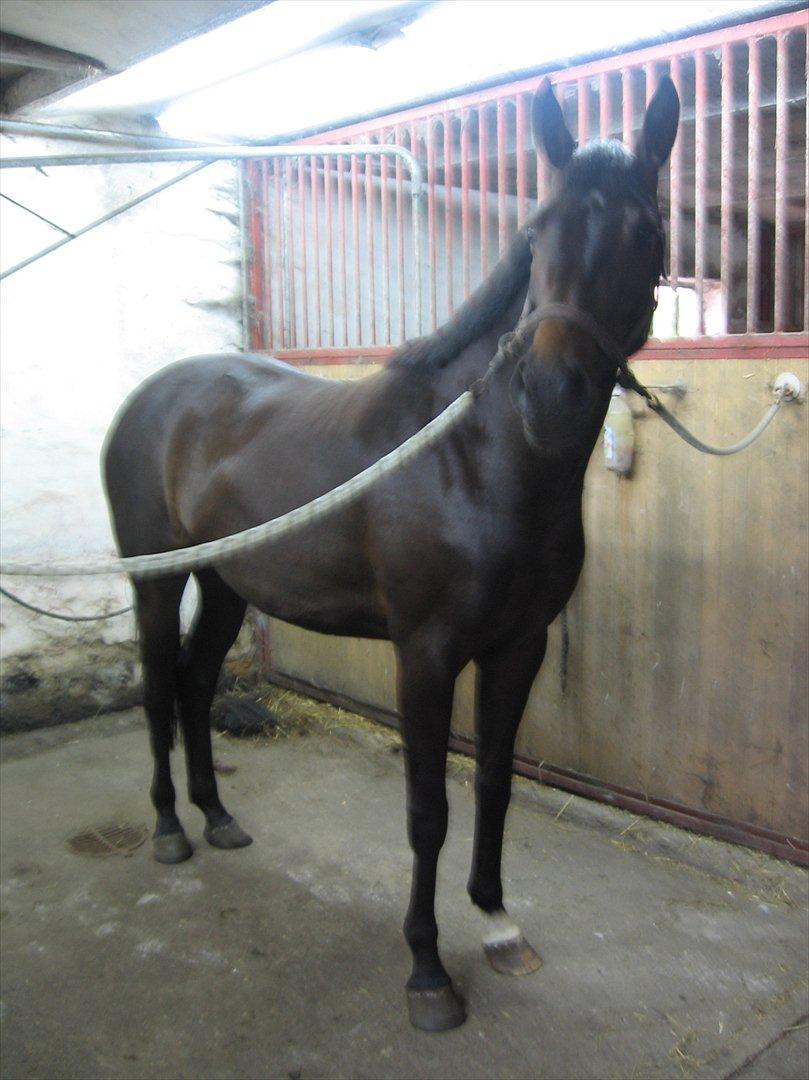 Dansk Varmblod Ulriksmindes Lucky Dice billede 10