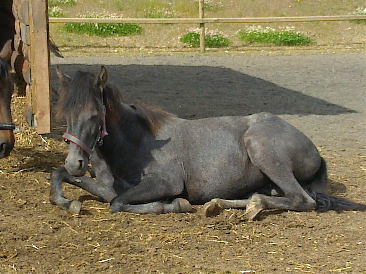 Mangalarga Marchador Libertina vom Cassenhof billede 20