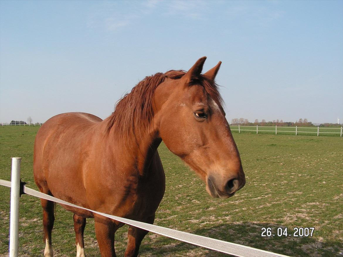 Frederiksborg Enghavens Rex billede 2