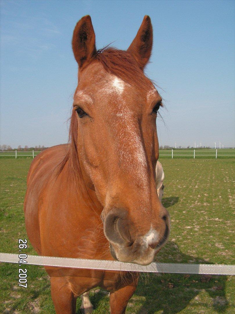 Frederiksborg Enghavens Rex billede 3