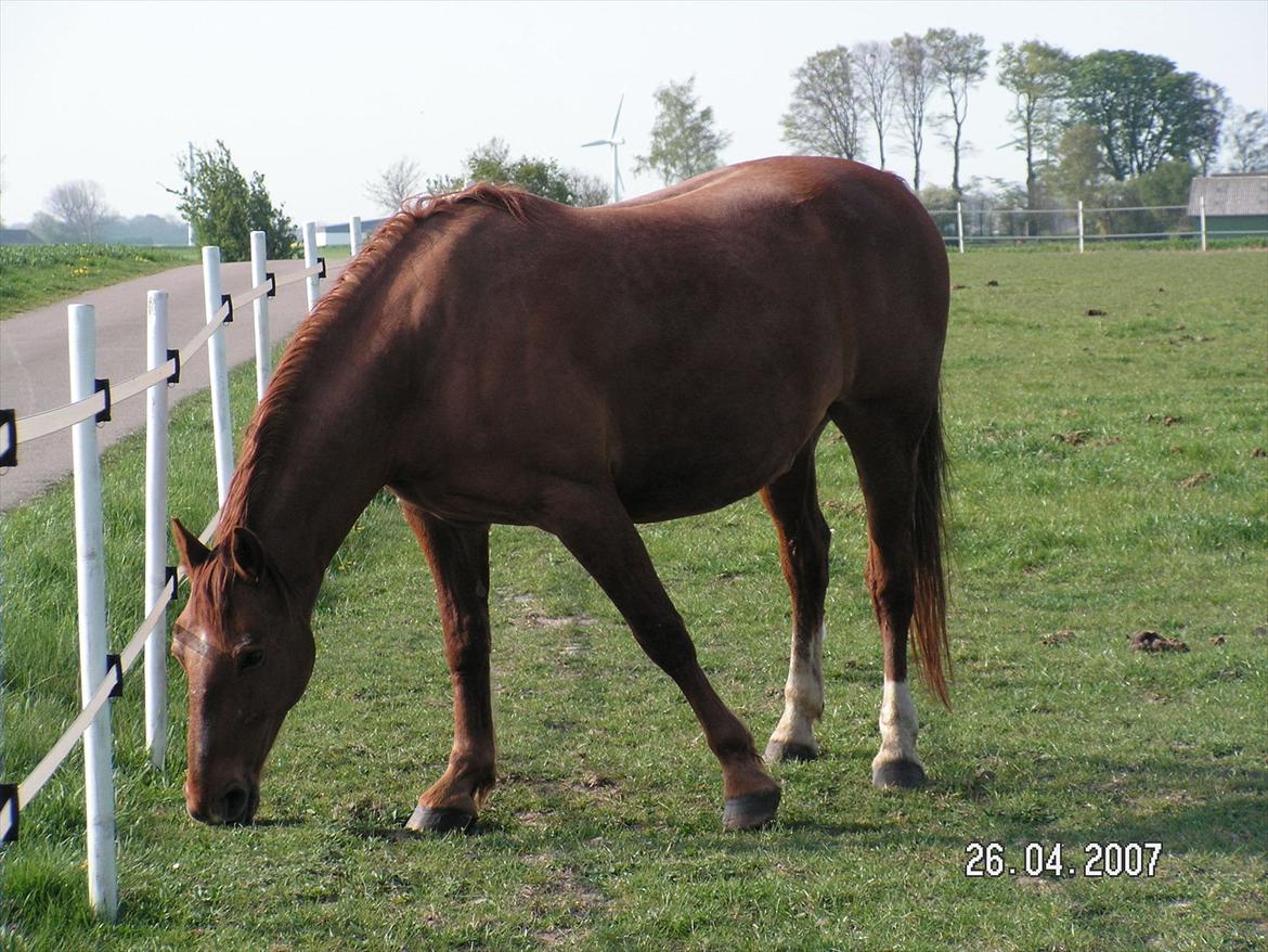 Frederiksborg Enghavens Rex billede 4