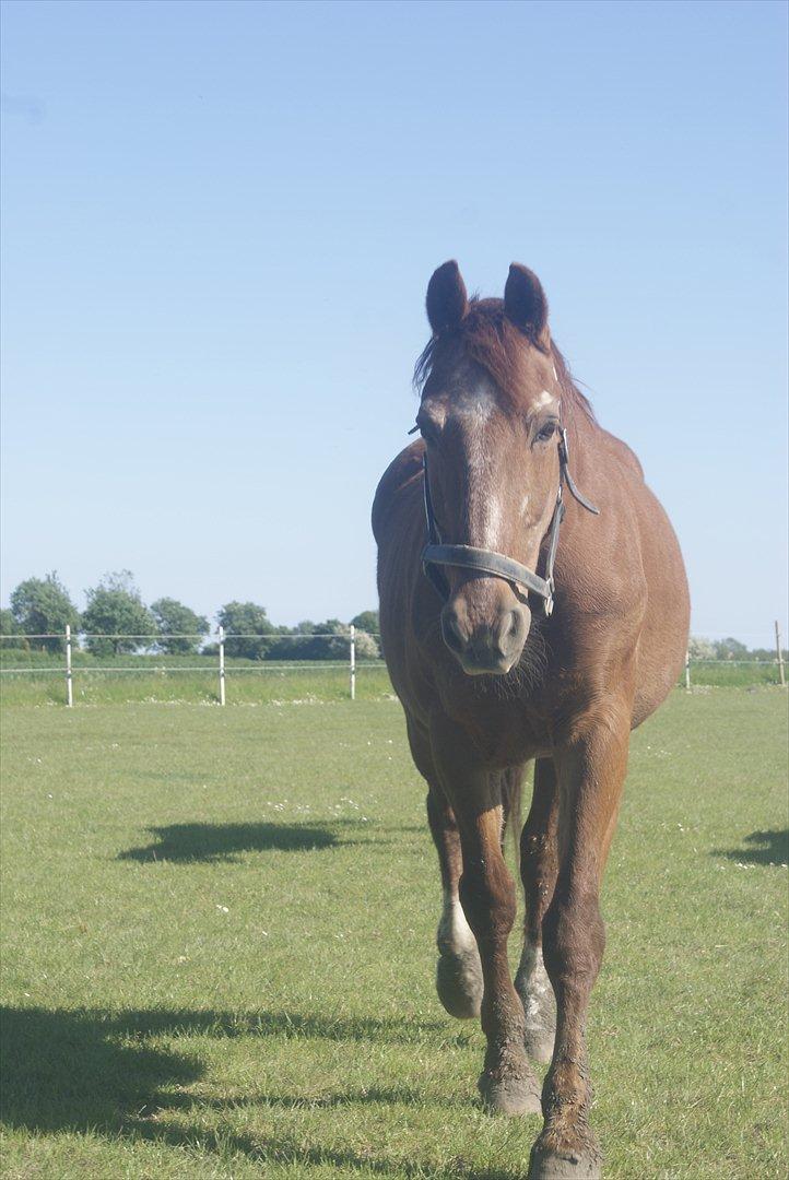 Frederiksborg Enghavens Rex billede 5