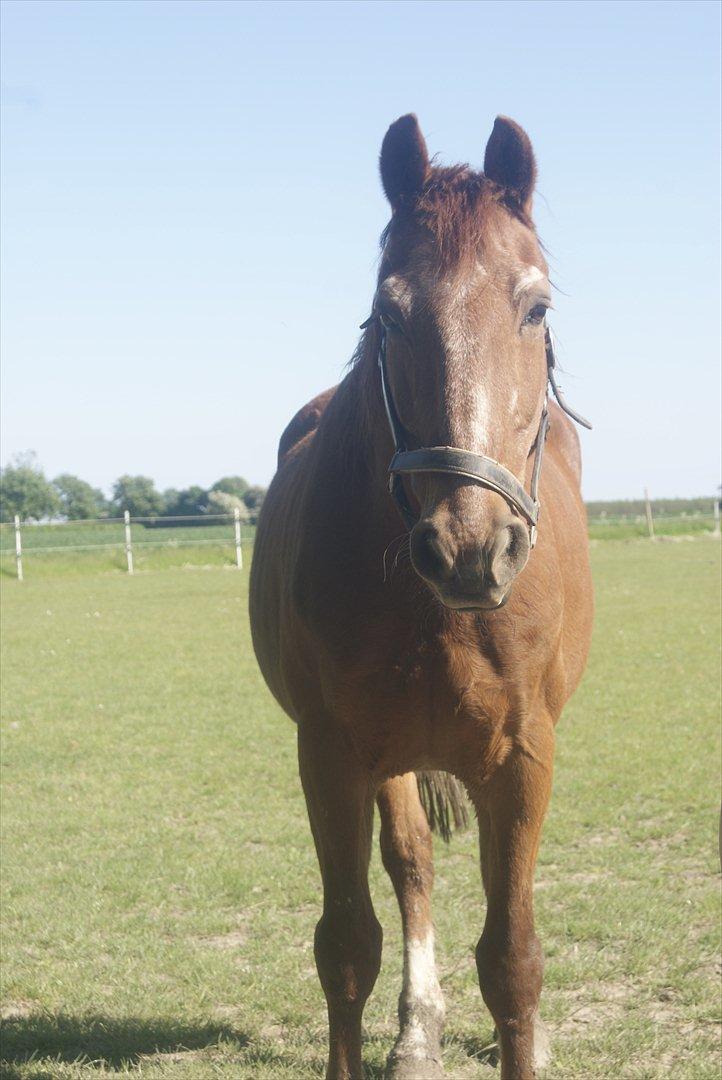Frederiksborg Enghavens Rex billede 6