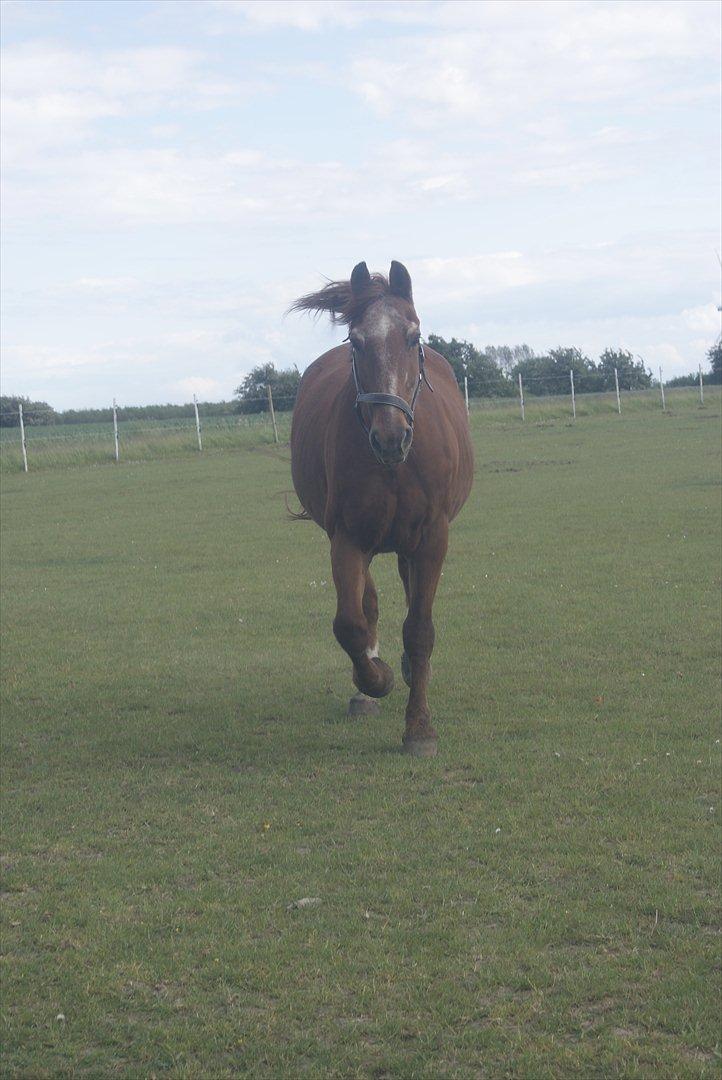 Frederiksborg Enghavens Rex billede 7