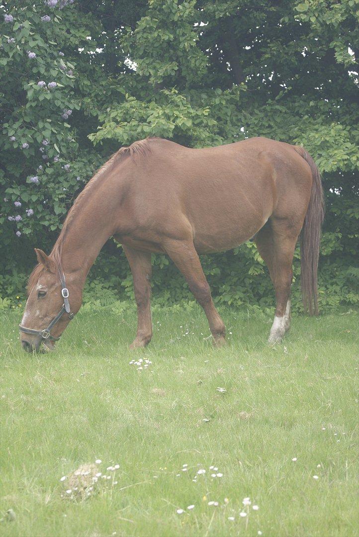 Frederiksborg Enghavens Rex billede 8