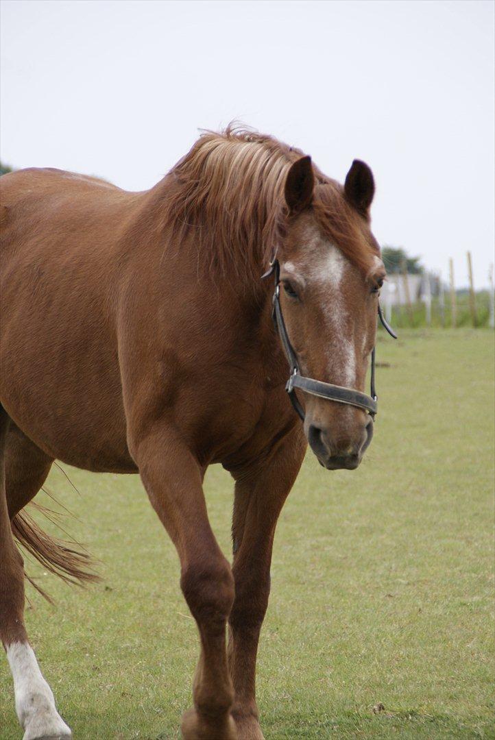 Frederiksborg Enghavens Rex billede 9