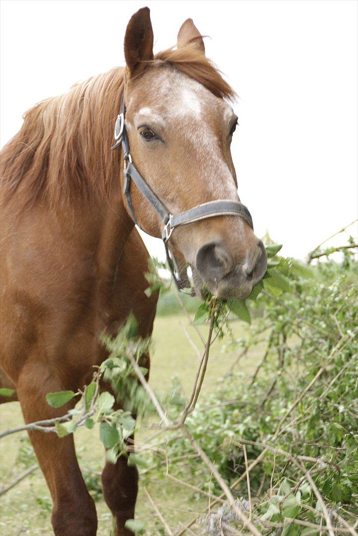 Frederiksborg Enghavens Rex billede 11