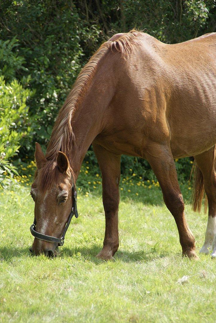 Frederiksborg Enghavens Rex billede 12