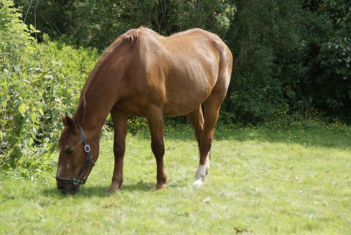 Frederiksborg Enghavens Rex billede 13