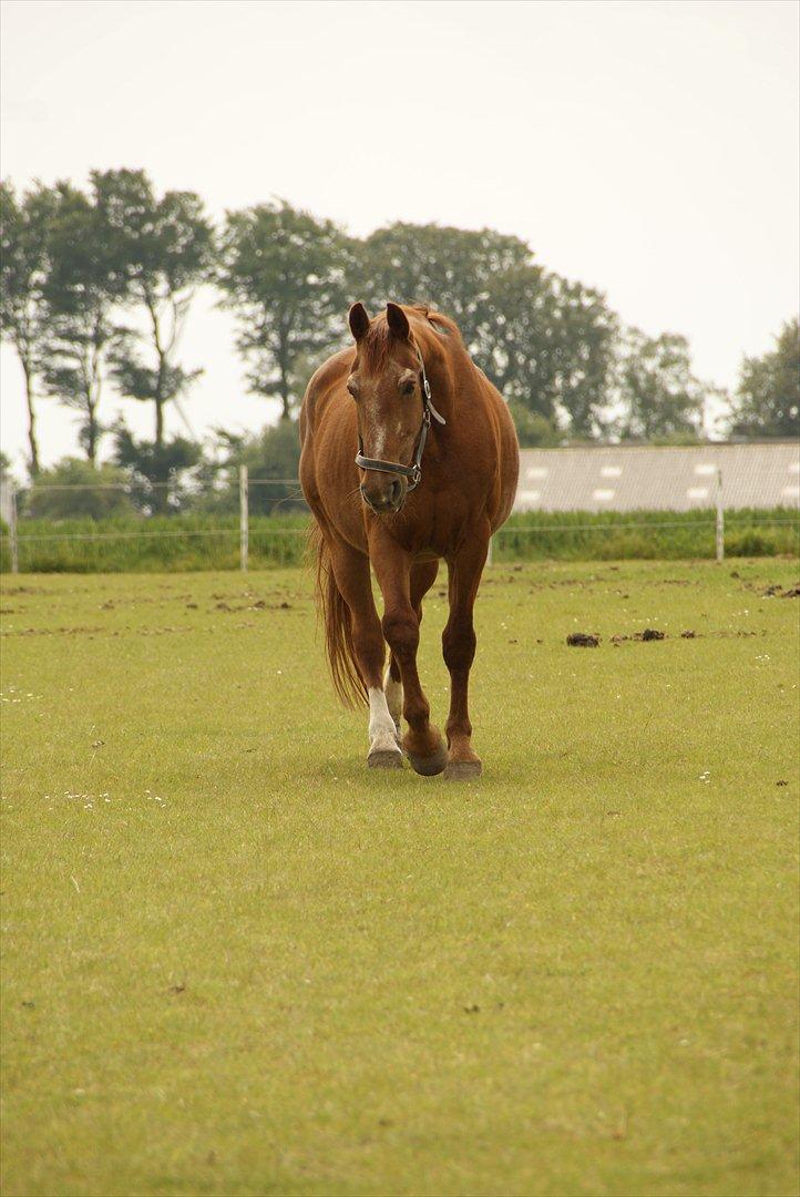 Frederiksborg Enghavens Rex billede 14