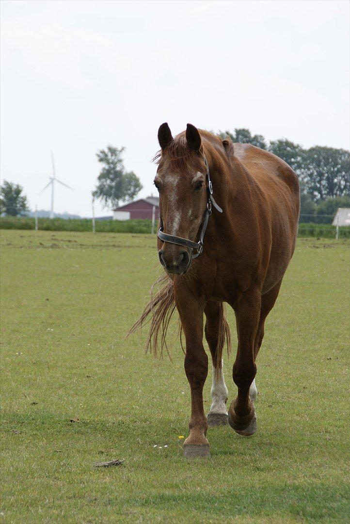 Frederiksborg Enghavens Rex billede 16