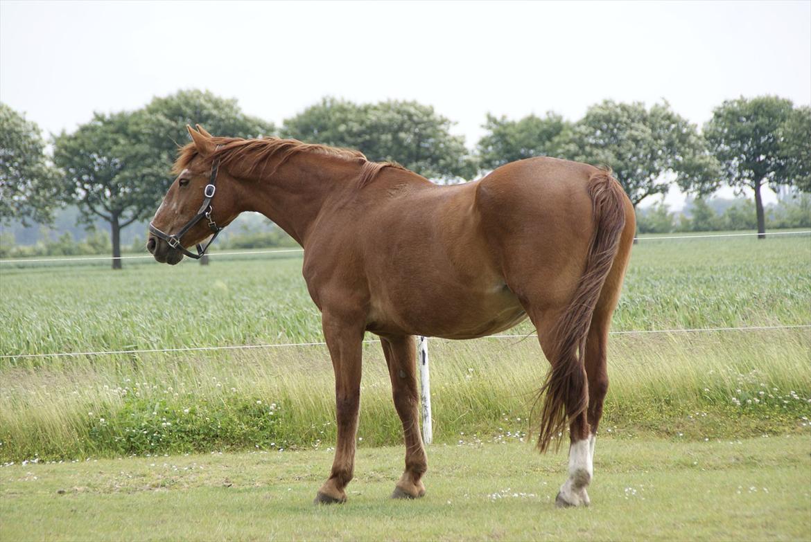 Frederiksborg Enghavens Rex billede 17