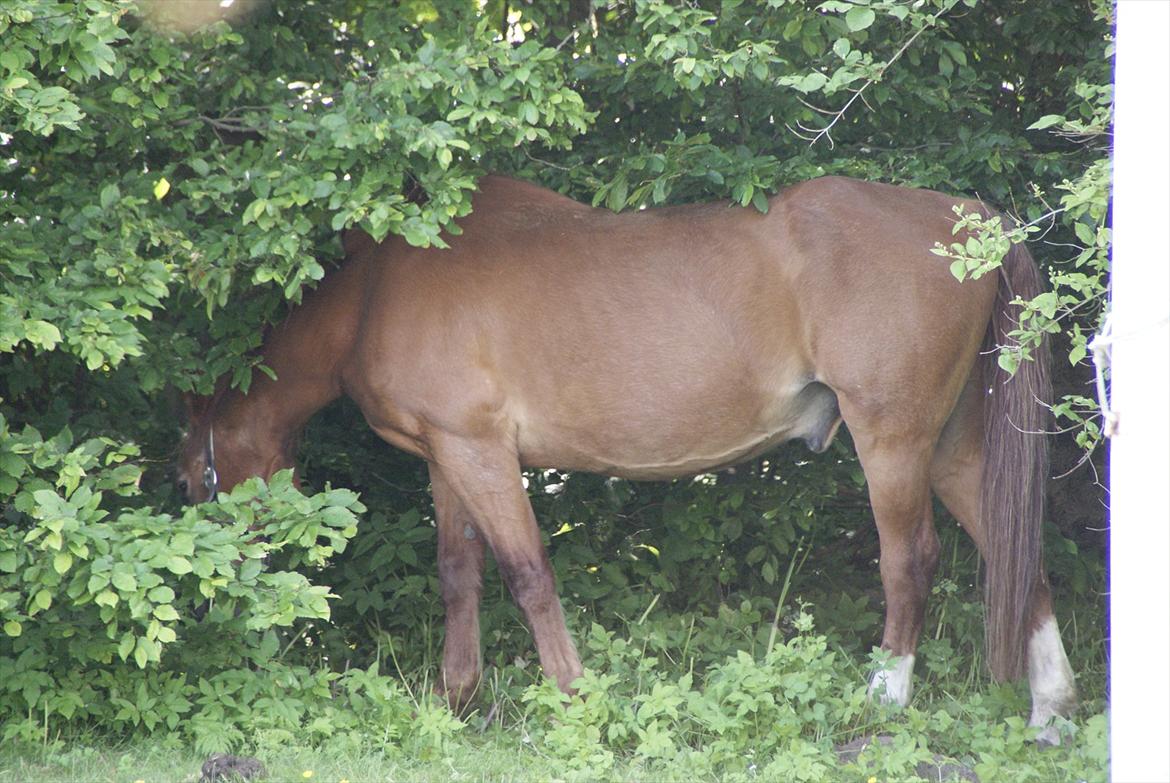 Frederiksborg Enghavens Rex billede 18