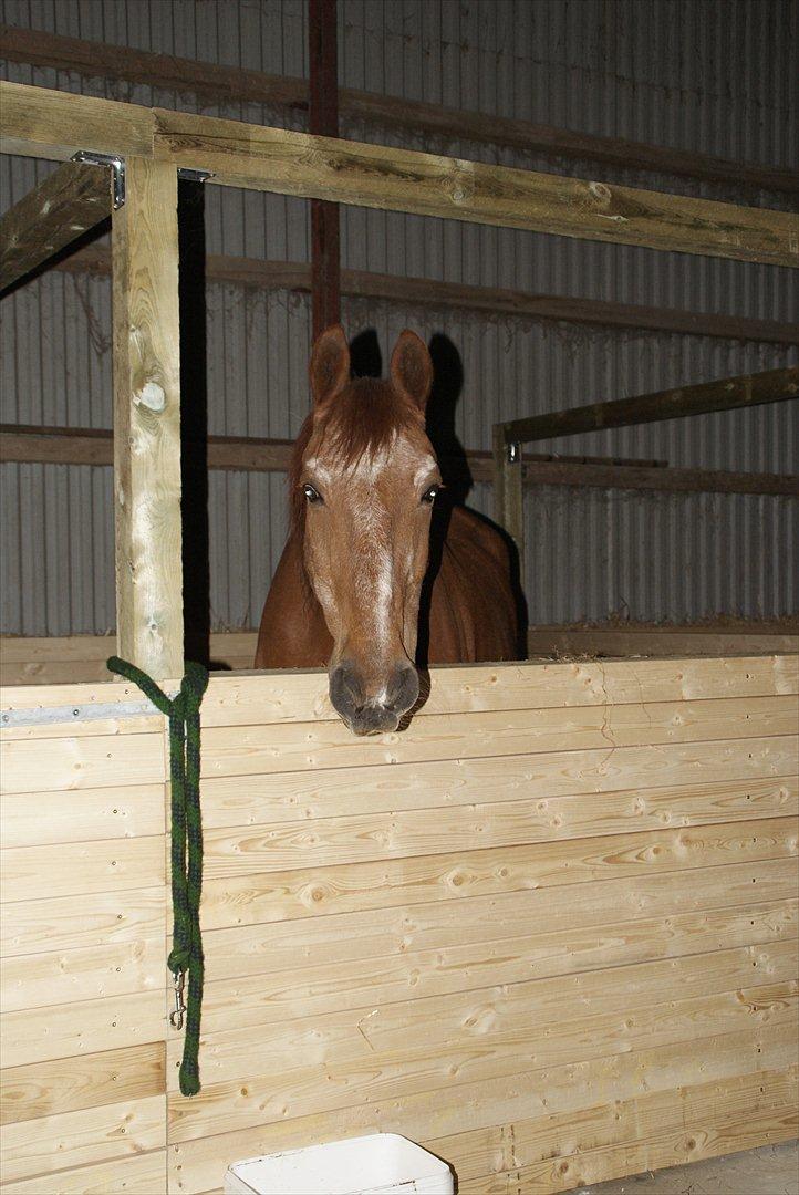 Frederiksborg Enghavens Rex - Rex' første gang i den nye hjemmelavede boks :) billede 19