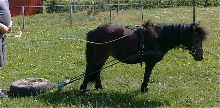 Shetlænder Søgårdens Prinsesse Fiona - Første gang hun trkker med noget billede 12