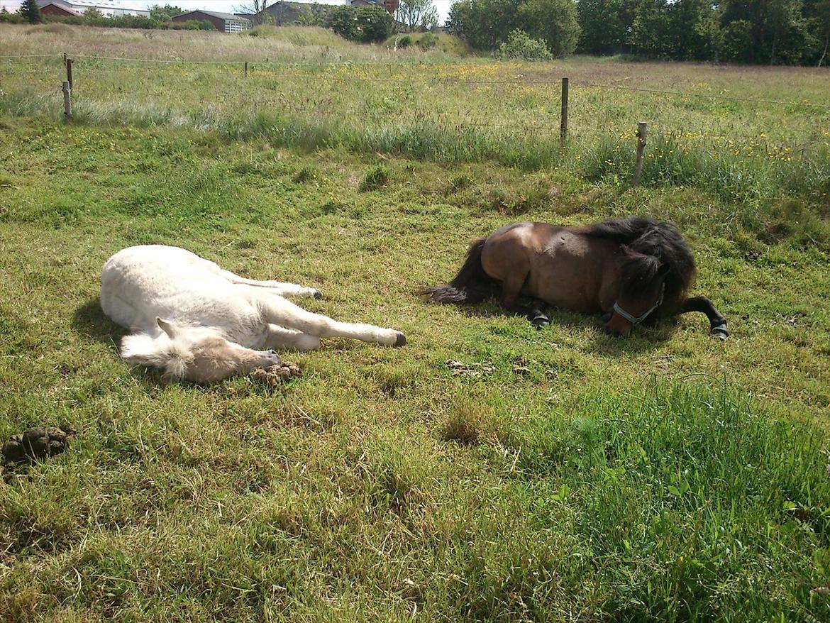 Shetlænder Søgårdens Prinsesse Fiona - En meget træt Fiona, og foldkammerat Kandis! :) billede 13