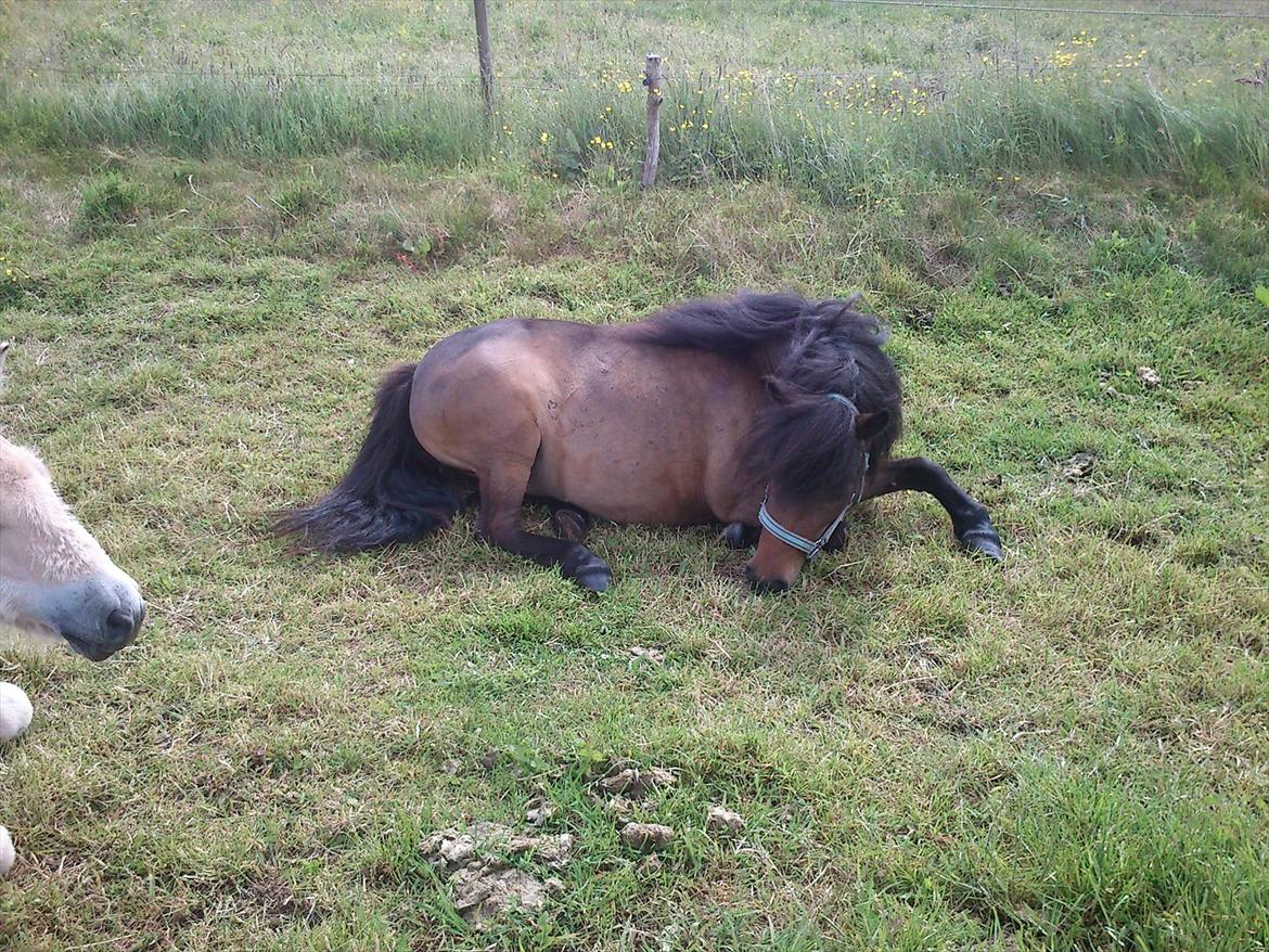 Shetlænder Søgårdens Prinsesse Fiona billede 14