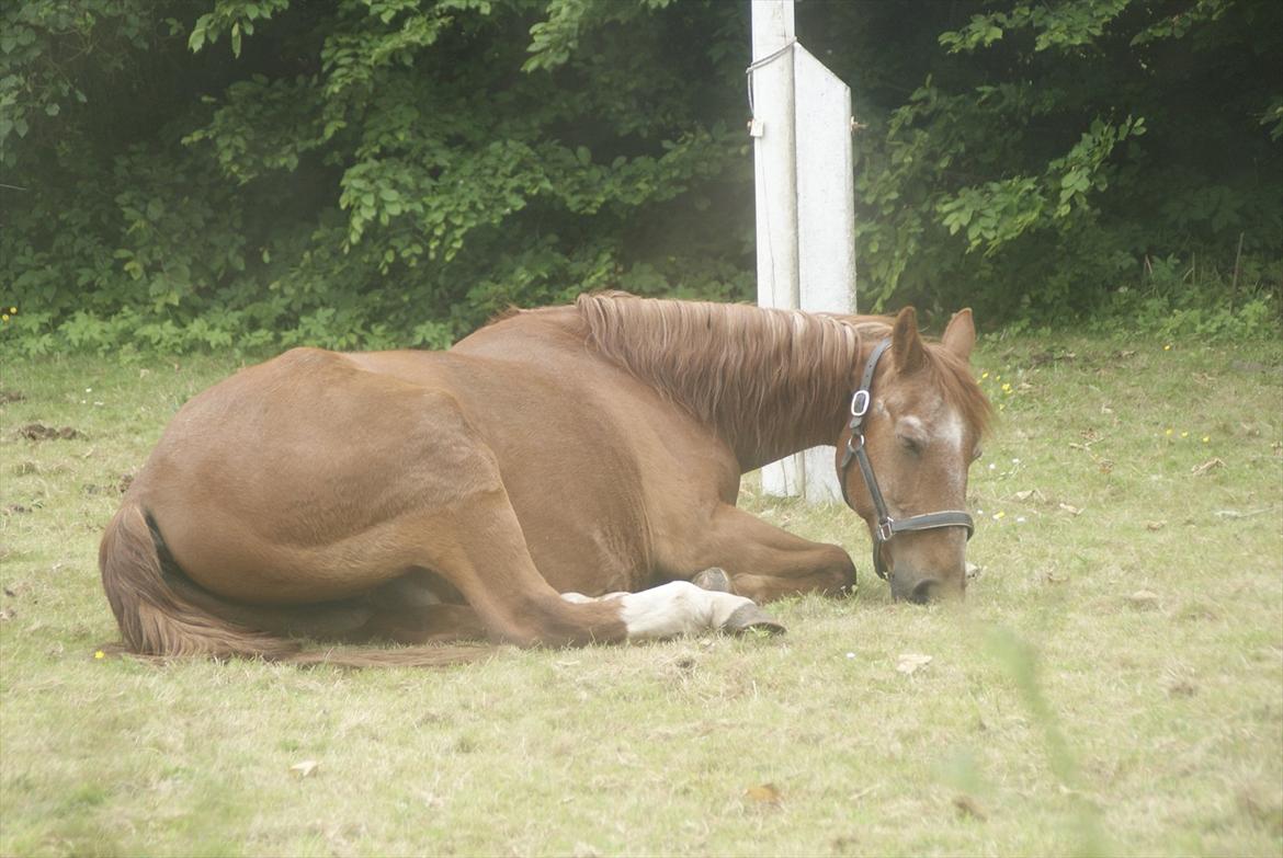 Frederiksborg Enghavens Rex - Så tager vi en lille lur :) billede 20