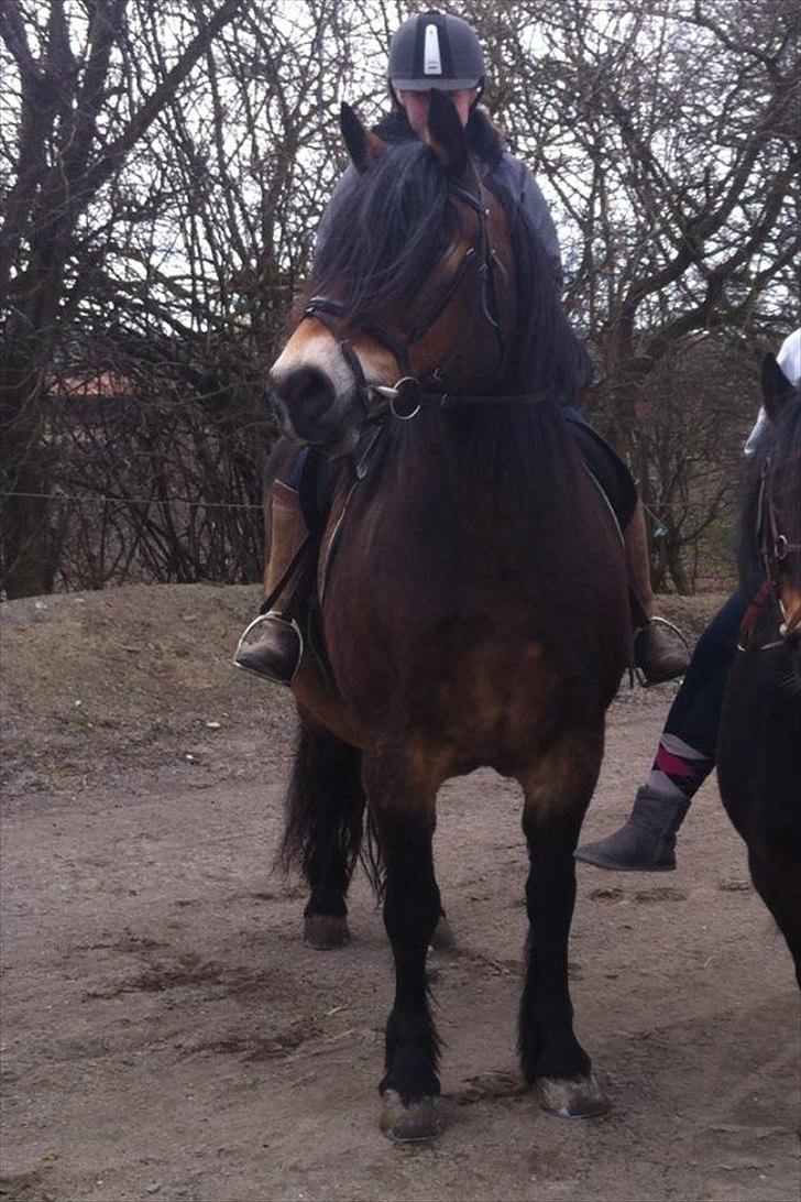 Nordsvensk Skovhest Nanny - smukke tøs! billede 4