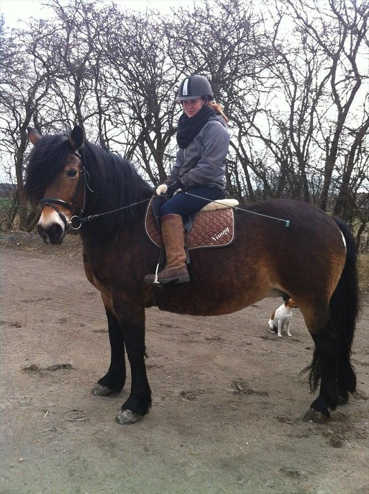 Nordsvensk Skovhest Nanny billede 5