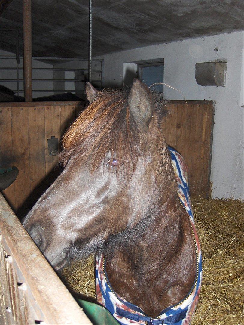 Anden særlig race Flicka - Jeg havde lige fået hende hjem!<3<3 billede 1