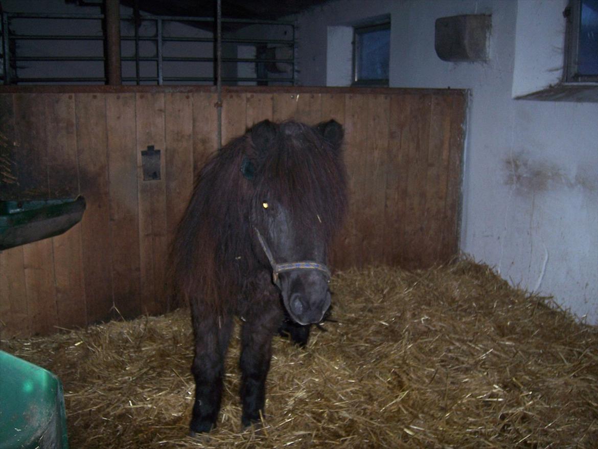 Anden særlig race Flicka billede 13