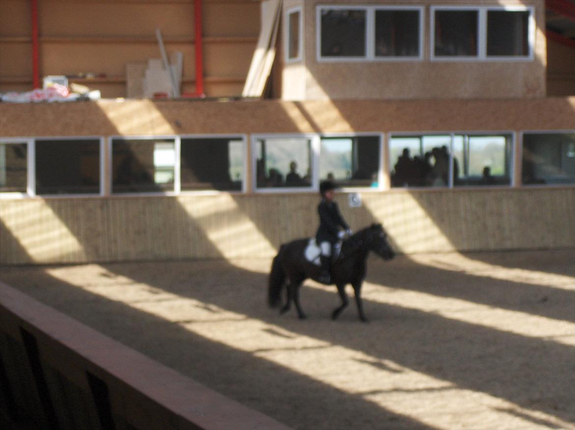 Anden særlig race Flicka billede 4