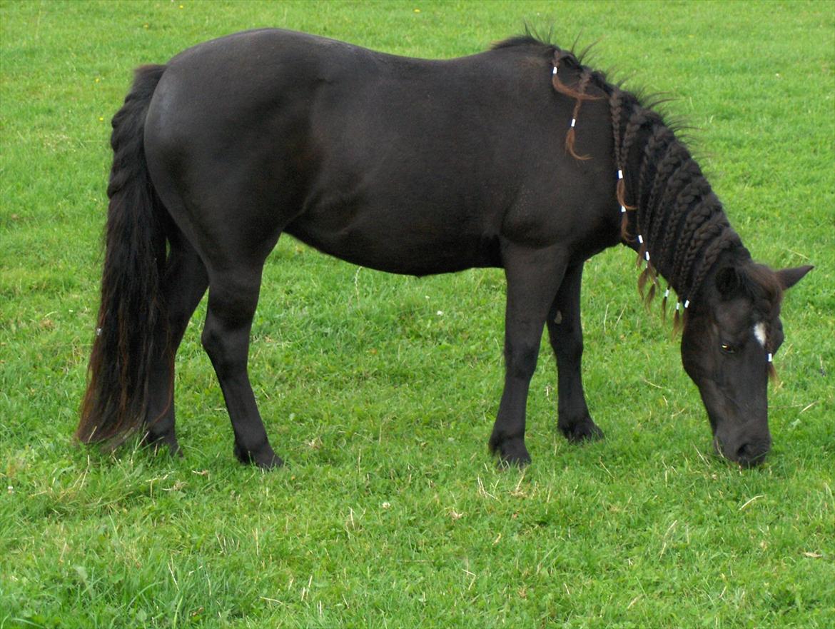 Anden særlig race Flicka billede 10