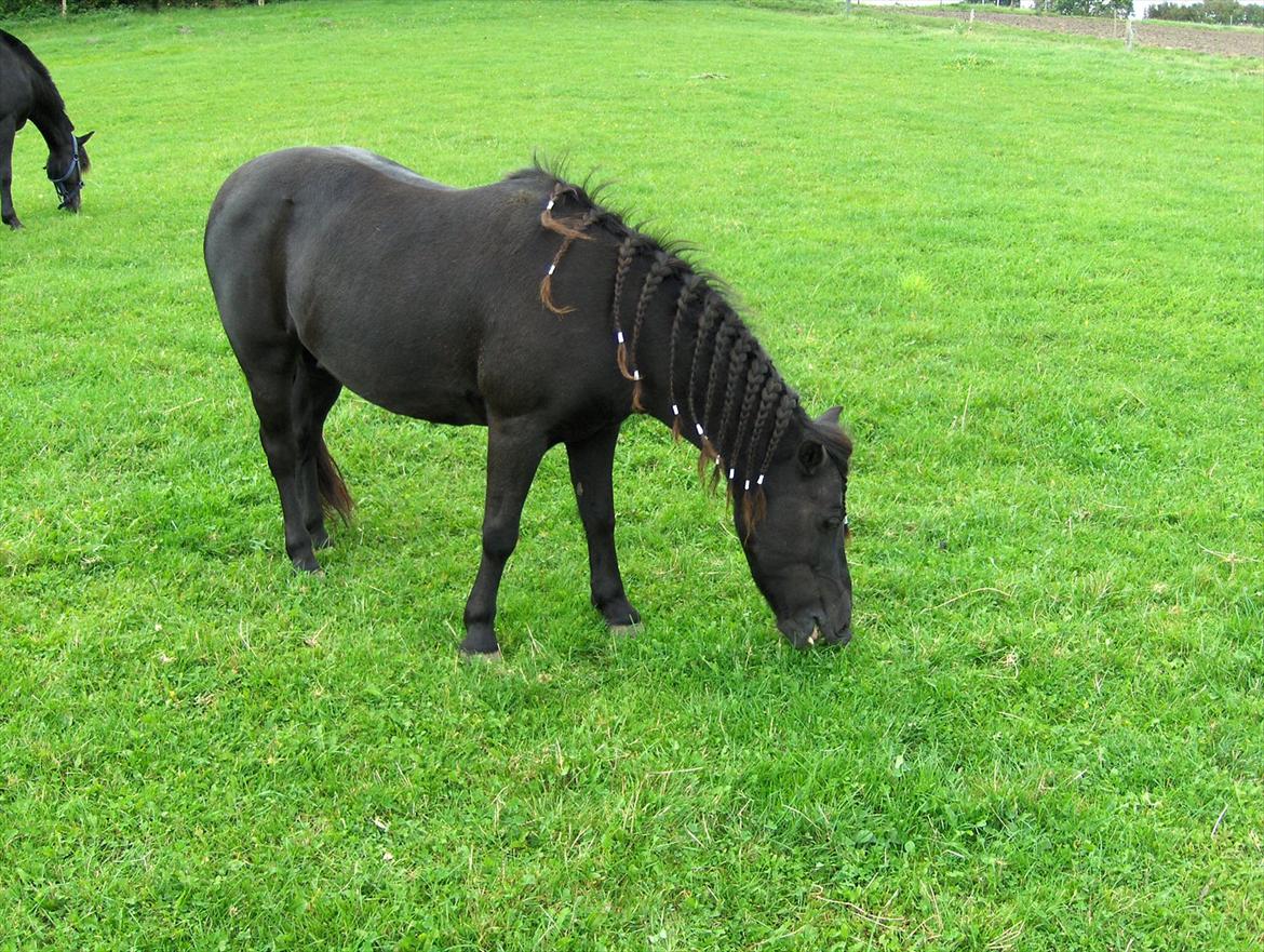 Anden særlig race Flicka billede 9