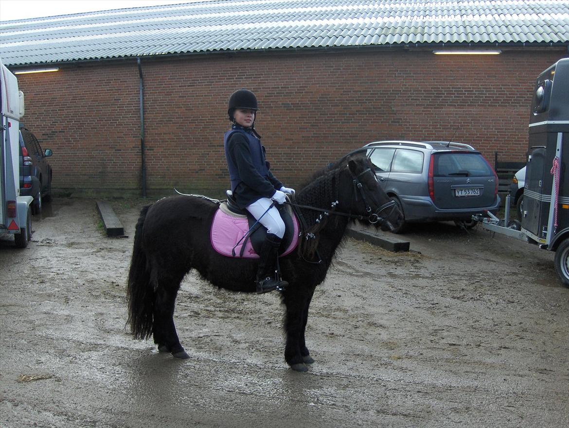 Anden særlig race Flicka billede 8