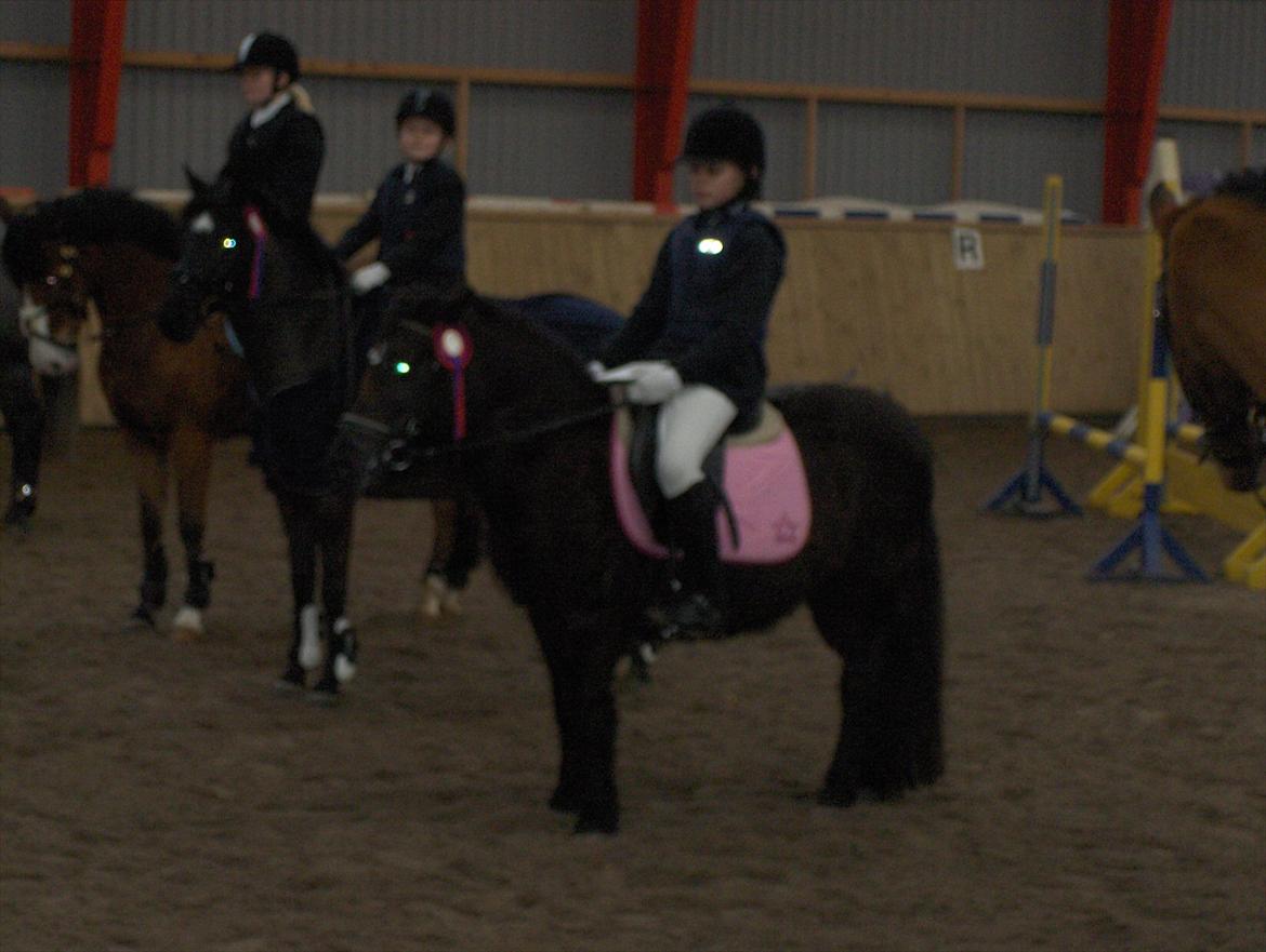 Anden særlig race Flicka billede 11