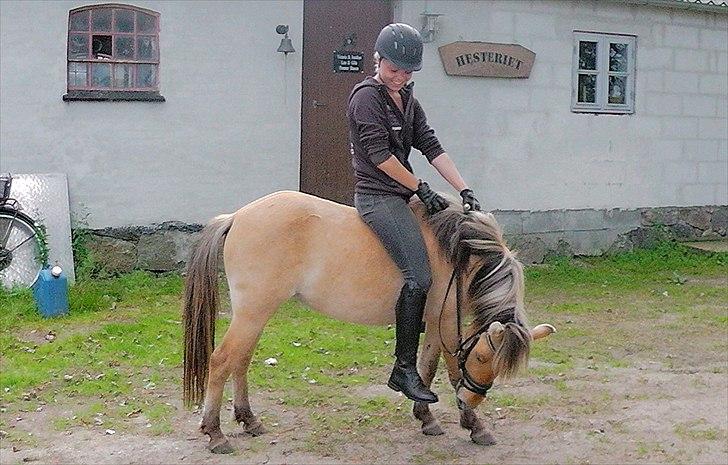 Anden særlig race PH's Tequila billede 3