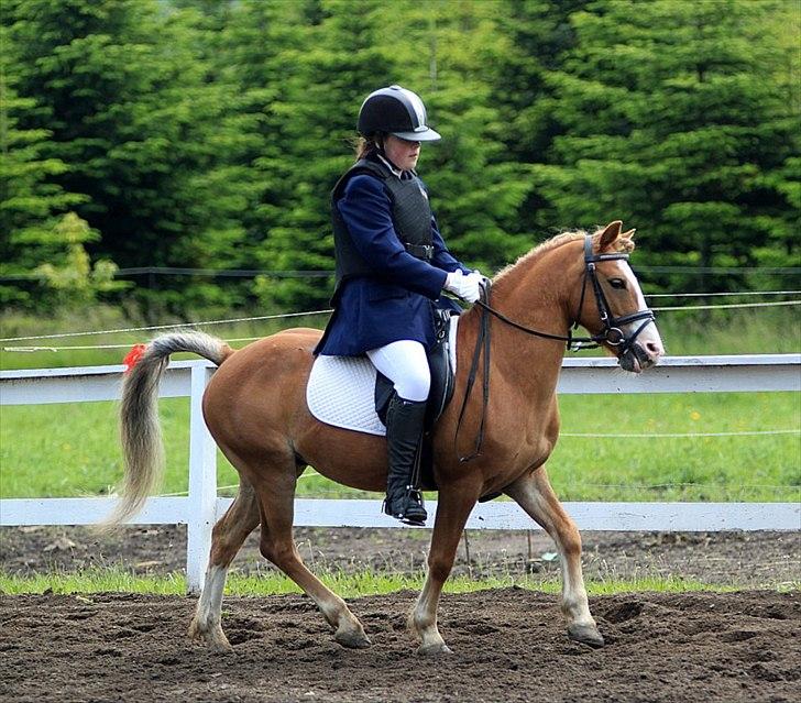 Anden særlig race Frede - It's not enough for a rider to know how to ride.
-She must also know how to fall... 
Taget af: Pia Lundberg billede 7