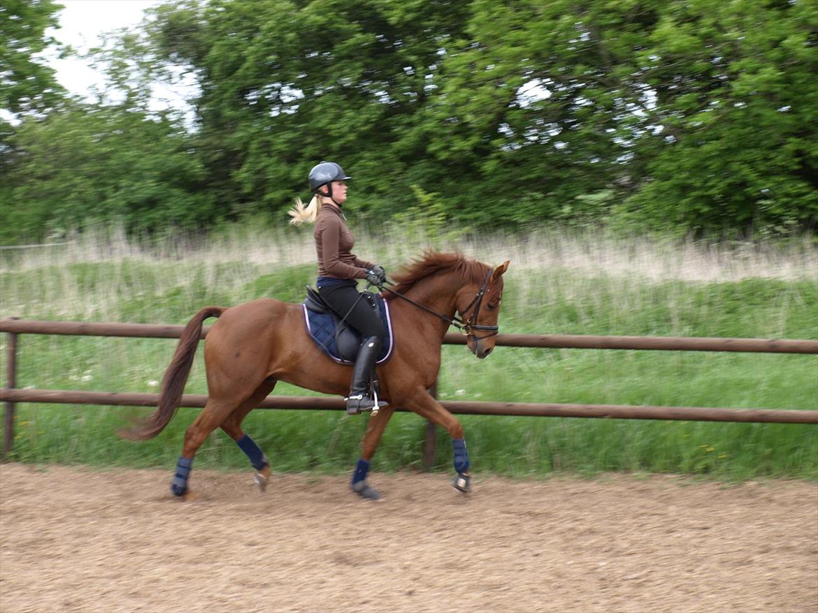 Tysk Sportspony Lykkes Maguire B pony billede 13