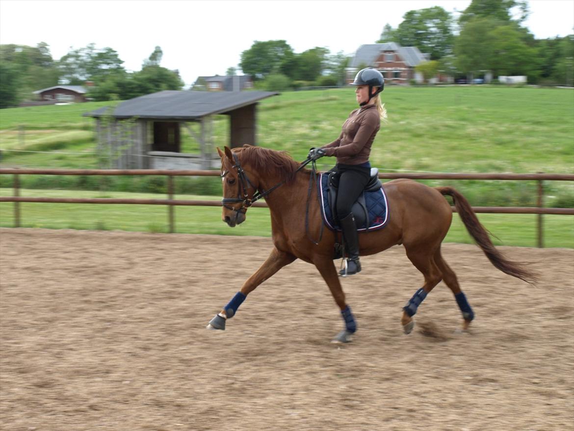 Tysk Sportspony Lykkes Maguire B pony billede 14