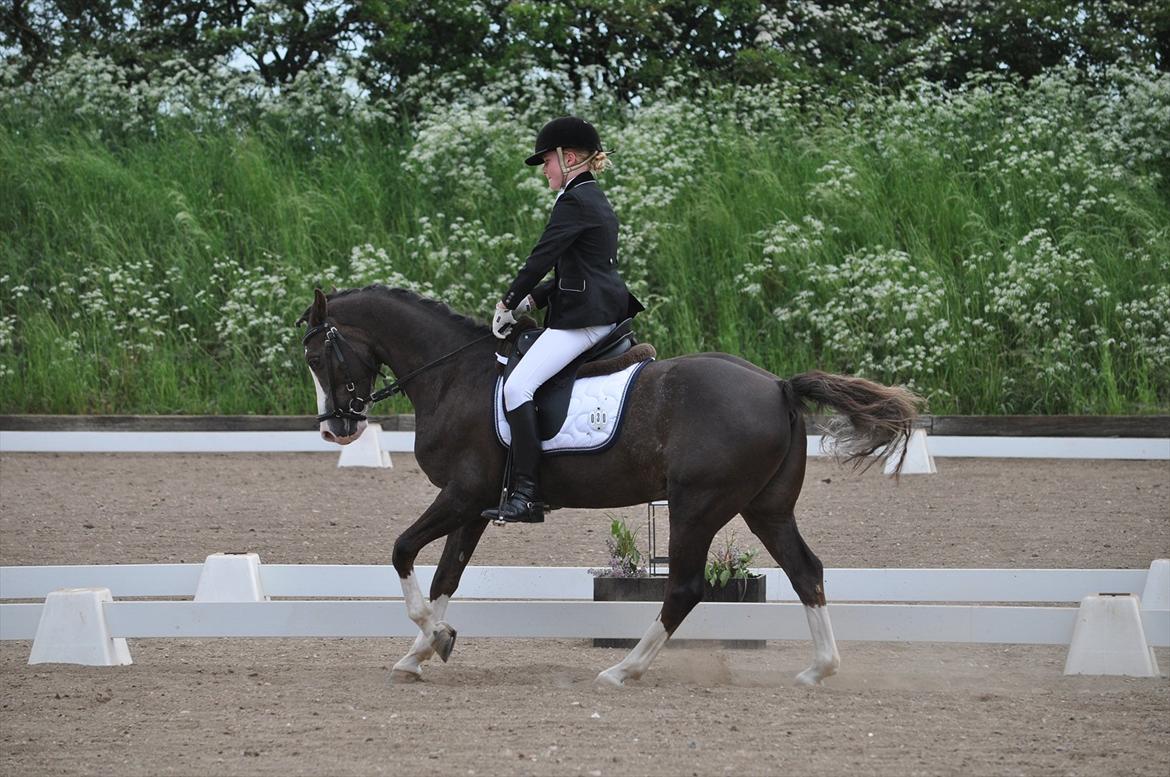 Welsh Pony (sec B) Sylvan's Rivaldo SOLGT:'( - Billed 2.
C-stævne i Tinglev  billede 2