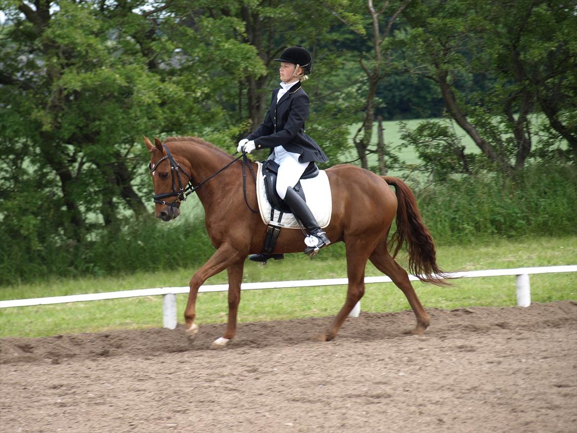 Tysk Sportspony Lykkes Maguire B pony billede 15