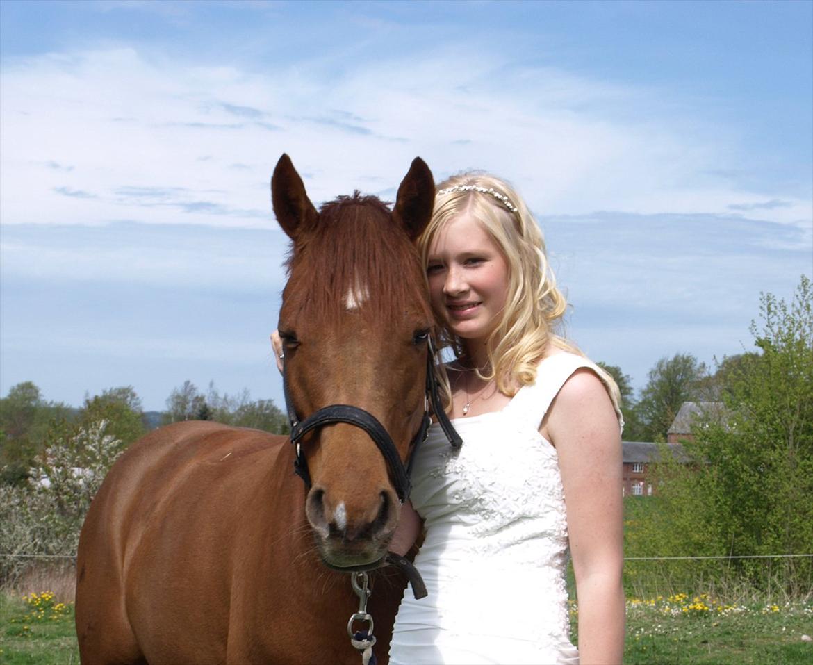 Tysk Sportspony Lykkes Maguire B pony billede 16