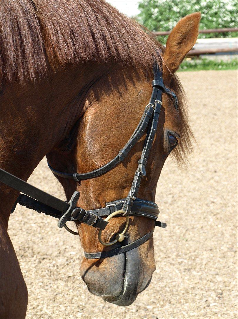 Tysk Sportspony Lykkes Maguire B pony billede 17