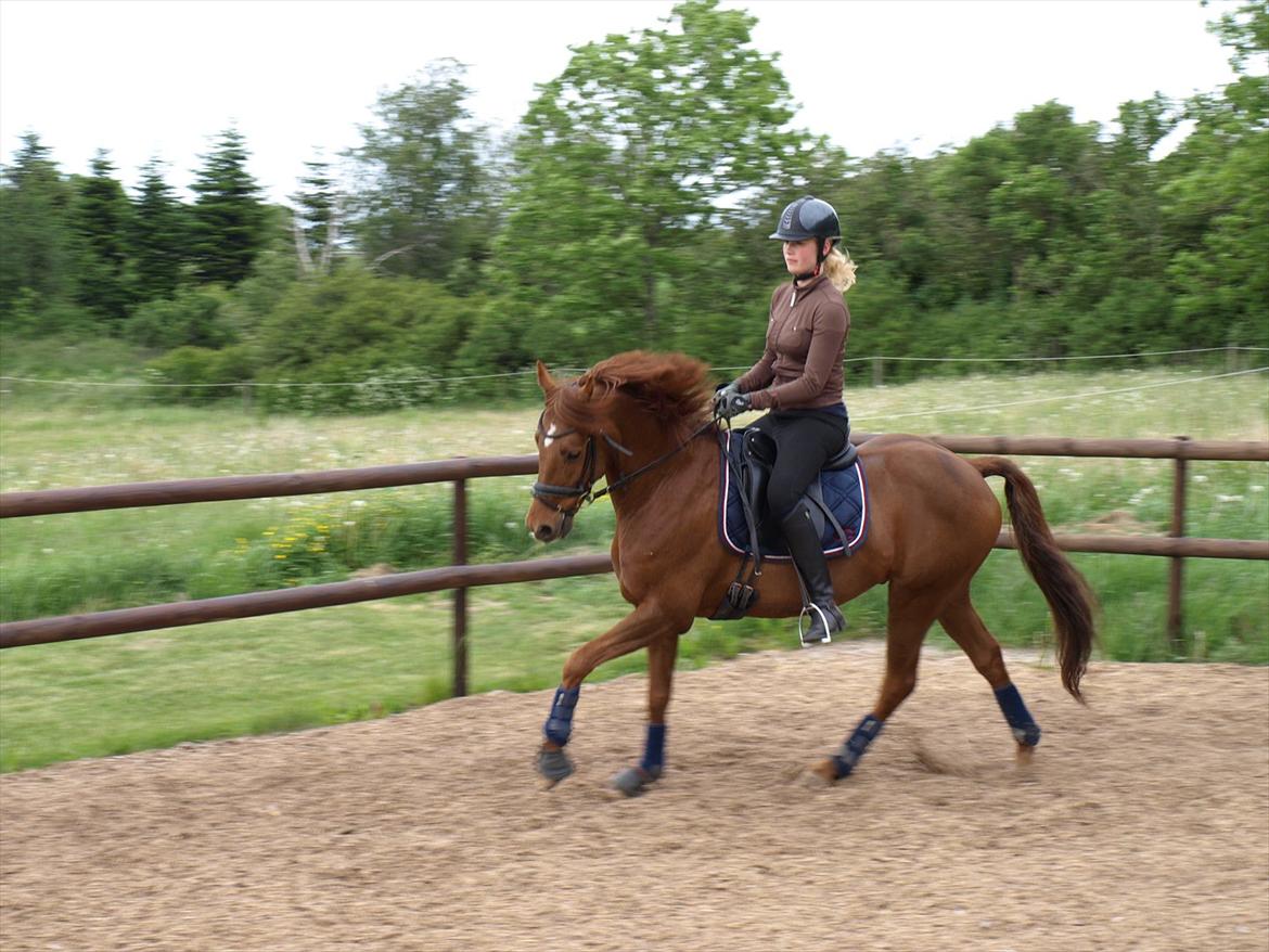 Tysk Sportspony Lykkes Maguire B pony billede 18
