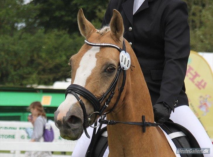 Welsh Cob (sec D) Paddy`s Voice billede 19