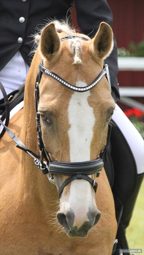 Welsh Cob (sec D) Paddy`s Voice - Velkommen til Paddy´s Voices profil.
Kom gerne med en bedømelse og en kommentar :D billede 1